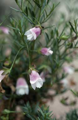 APII jpeg image of Eremophila clarkei  © contact APII