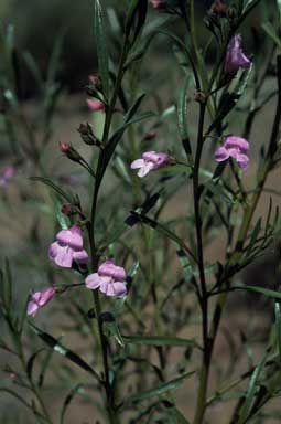 APII jpeg image of Eremophila complanata  © contact APII