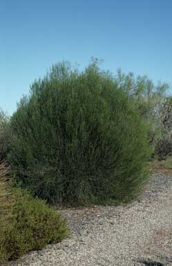 APII jpeg image of Eremophila dempsteri  © contact APII