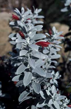 APII jpeg image of Eremophila glabra 'Murchison Magic'  © contact APII