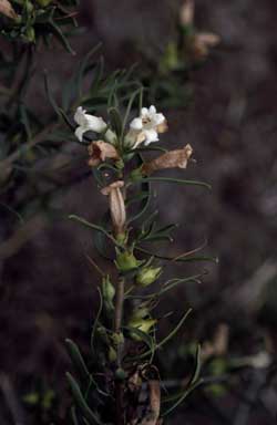 APII jpeg image of Eremophila laanii  © contact APII