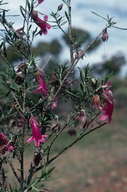 APII jpeg image of Eremophila latrobei subsp. latrobei  © contact APII