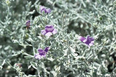 APII jpeg image of Eremophila macdonnellii  © contact APII