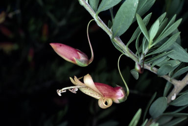 APII jpeg image of Eremophila maculata  © contact APII