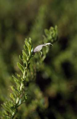 APII jpeg image of Eremophila veneta  © contact APII