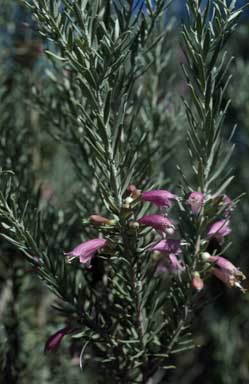 APII jpeg image of Eremophila youngii subsp. lepidota  © contact APII