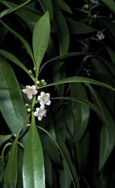 APII jpeg image of Myoporum acuminatum  © contact APII