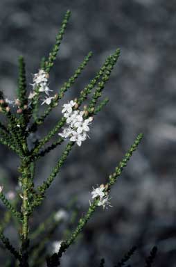 APII jpeg image of Myoporum cordifolium  © contact APII