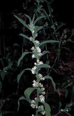 APII jpeg image of Myoporum velutinum  © contact APII