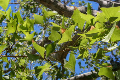 APII jpeg image of Erythrina vespertilio  © contact APII
