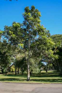 APII jpeg image of Castanospermum australe  © contact APII
