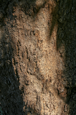 APII jpeg image of Mangifera indica  © contact APII