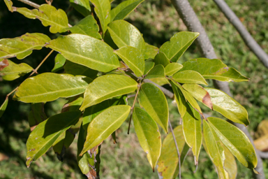 APII jpeg image of Cynometra lenticellata  © contact APII