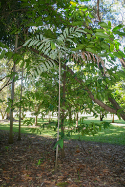 APII jpeg image of Normanbya normanbyi  © contact APII