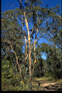 APII jpeg image of Eucalyptus blakelyi  © contact APII