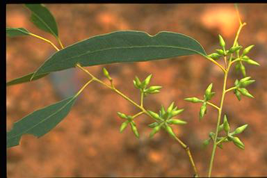 APII jpeg image of Eucalyptus blakelyi  © contact APII