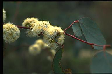 APII jpeg image of Eucalyptus polyanthemos  © contact APII