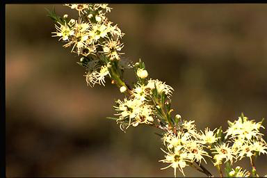 APII jpeg image of Kunzea ericoides  © contact APII