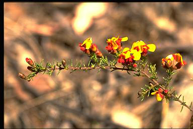 APII jpeg image of Dillwynia phylicoides  © contact APII