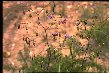 APII jpeg image of Dianella revoluta subsp. revoluta  © contact APII