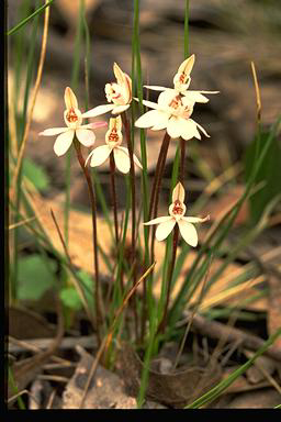 APII jpeg image of Caladenia fuscata  © contact APII