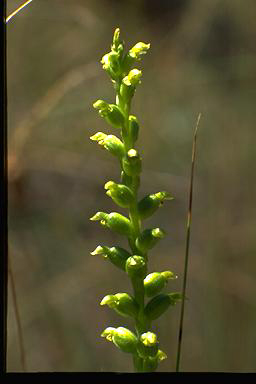 APII jpeg image of Microtis parvifolia  © contact APII