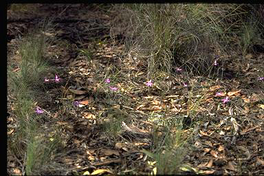 APII jpeg image of Glossodia major  © contact APII