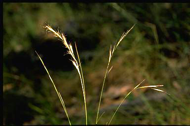 APII jpeg image of Austrodanthonia racemosa var. racemose  © contact APII