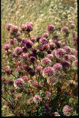 APII jpeg image of Gomphrena canescens  © contact APII