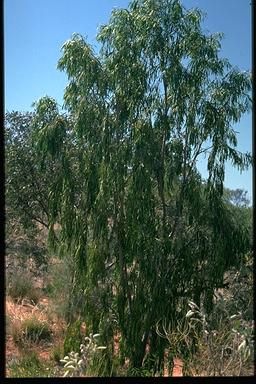 APII jpeg image of Pittosporum angustifolium  © contact APII