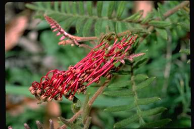 APII jpeg image of Grevillea caleyi  © contact APII