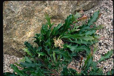 APII jpeg image of Grevillea renwickiana  © contact APII