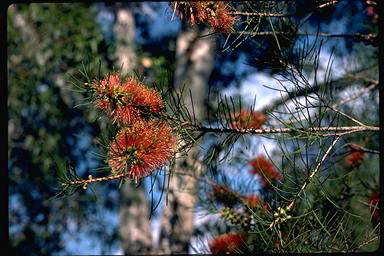 APII jpeg image of Callistemon pinifolius  © contact APII