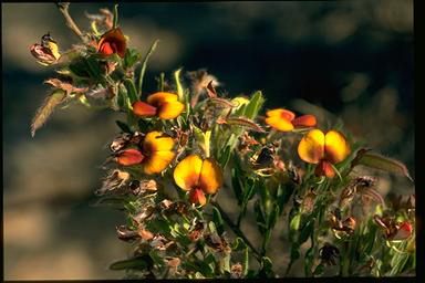 APII jpeg image of Bossiaea eriocarpa  © contact APII