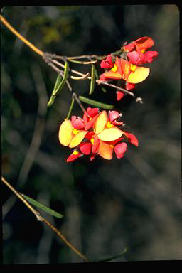 APII jpeg image of Chorizema obtusifolium  © contact APII