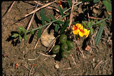 APII jpeg image of Chorizema parviflorum  © contact APII