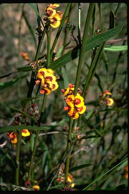 APII jpeg image of Daviesia alata x latifolia  © contact APII