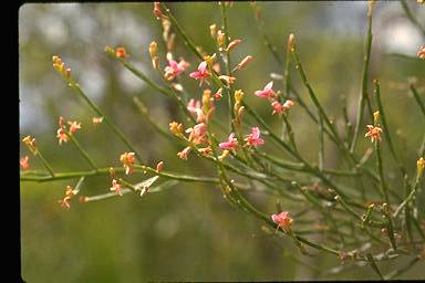 APII jpeg image of Jacksonia thesioides  © contact APII