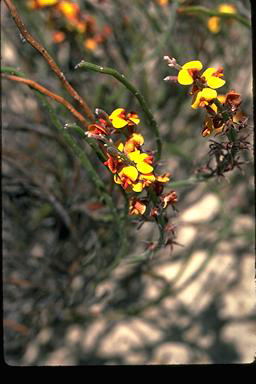 APII jpeg image of Jacksonia venosa  © contact APII