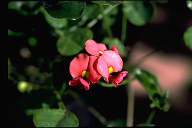 APII jpeg image of Kennedia glabrata  © contact APII