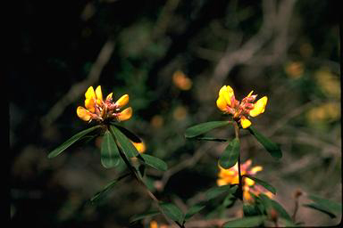 APII jpeg image of Pultenaea daphnoides  © contact APII