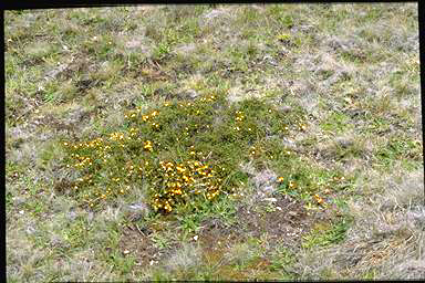 APII jpeg image of Pultenaea fascicularis  © contact APII