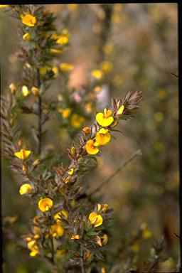 APII jpeg image of Pultenaea involucrata  © contact APII