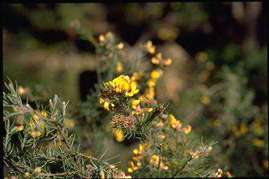 APII jpeg image of Pultenaea mollis  © contact APII