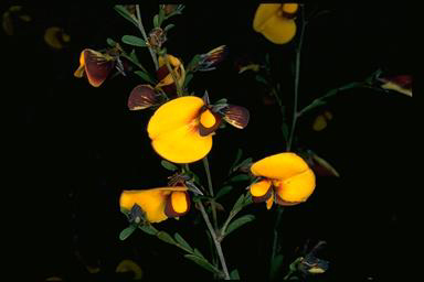 APII jpeg image of Pultenaea ochreata  © contact APII