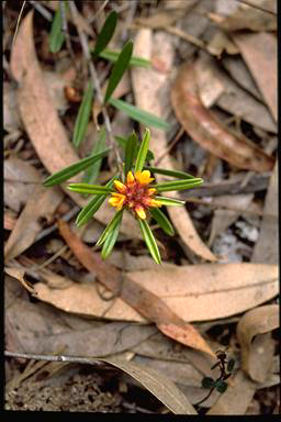 APII jpeg image of Pultenaea paleacea  © contact APII