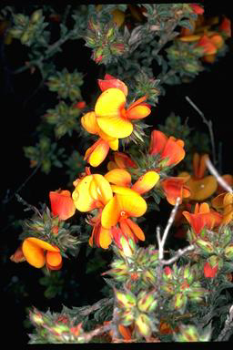 APII jpeg image of Pultenaea procumbens  © contact APII