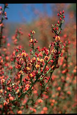 APII jpeg image of Daviesia physodes  © contact APII