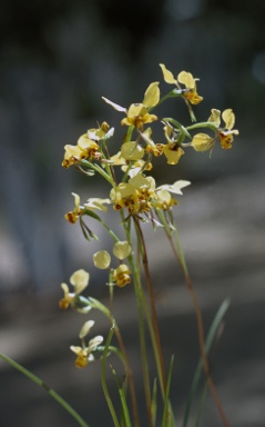 APII jpeg image of Diuris maculata  © contact APII