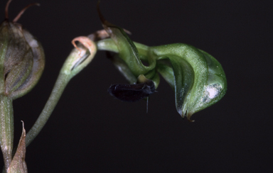 APII jpeg image of Pterostylis gibbosa  © contact APII